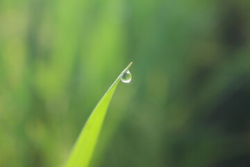water drops on a green grass