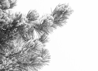 Snow-covered cedar branches on a light background