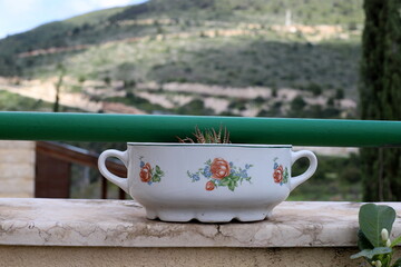 Flower pot with green plants in the city park.