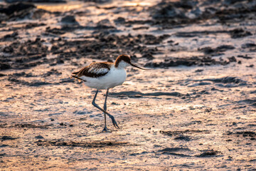 Water bird pied avocet, Recurvirostra avosetta, standing on salt lake shore in pink sunset light....