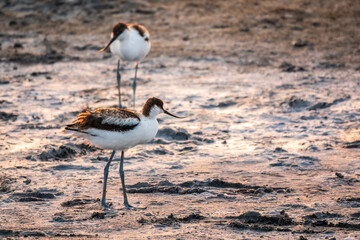 Two Water birds pied avocet, Recurvirostra avosetta, standing on salt lake shore in pink sunset...