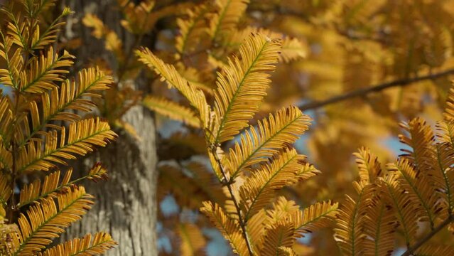 Close-Up View Of Dawn Redwood (Metasequoia Glyptostroboides) During Autumn. 