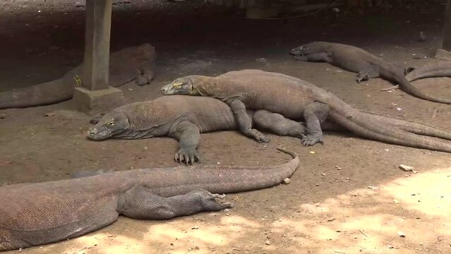 Komodo dragons are breeding, this rare animal only exists in Indonesia and is the 7 wonders of the world