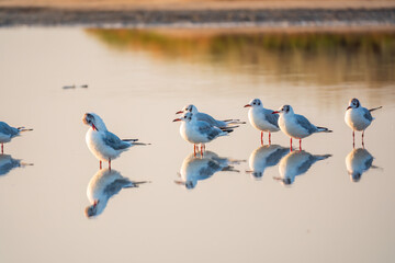 Flock of Seagulls, The European herring gull, swims on the calm lake shore in sunset