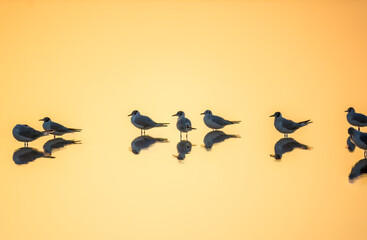 Flock of Seagulls, The European herring gull, swims on the calm lake shore in sunset