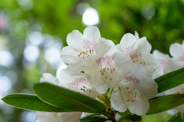 白いシャクナゲの花,