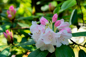 ピンクのシャクナゲ