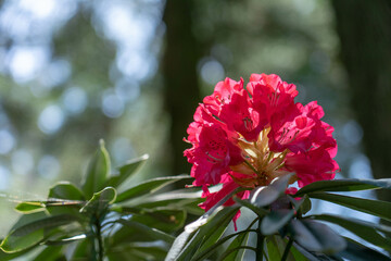 赤いシャクナゲ