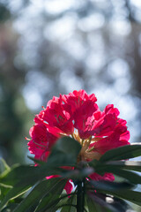 赤いシャクナゲ（縦）