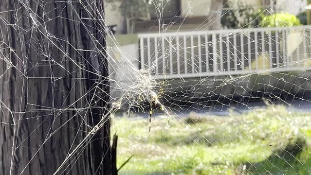 立派でArtな蜘蛛の巣を張り獲物を待ち構える女郎蜘蛛