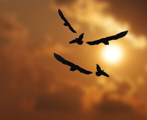 The shadow of a flock of birds flying under the sun.