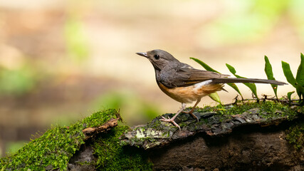 Female White-rumped Shama perching on wood trunk looking into a distance