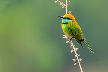 Green Bee-Eater perching on perch looking into a distance with blur green background