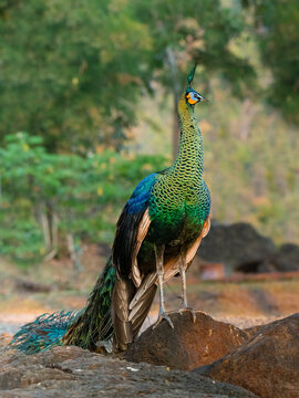 Male Green Peafowl standing on a rock looking into a distance