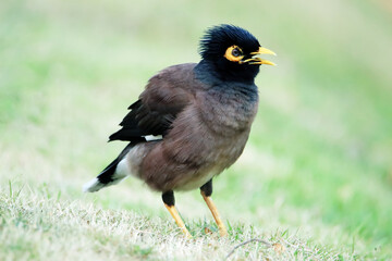 The Common Myna on green field