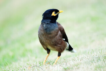 The Common Myna on green field