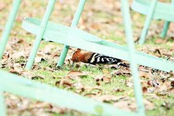 The Hoopoe on the field