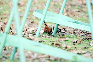 The Hoopoe on the field