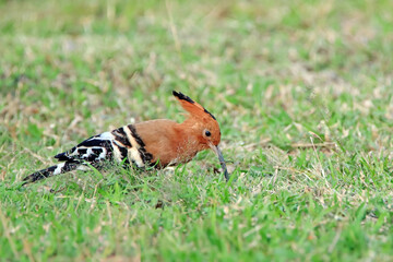 The Hoopoe on the field