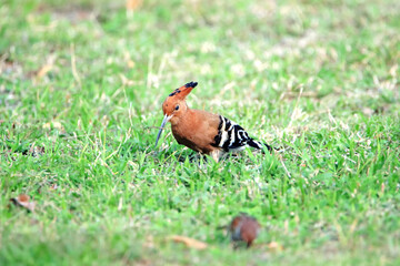 The Hoopoe on the field