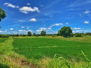 Paddy field and blue sky