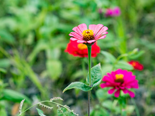 Beautiful Cosmos flowers blooming in the nature