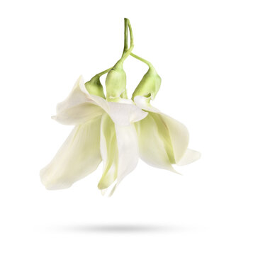 Fresh sesbania grandiflora isolated on transparent background. (.PNG)