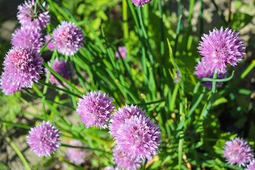 purple flowers of onion allium cepa