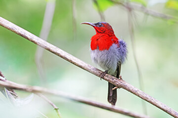The Crimson Sunbird on a branch in nature