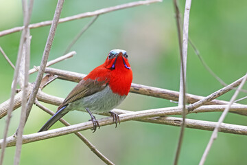 The Crimson Sunbird on a branch in nature