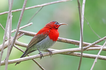 The Crimson Sunbird on a branch in nature