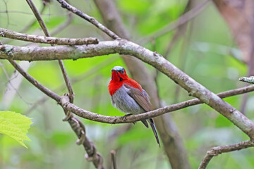 The Crimson Sunbird on a branch in nature