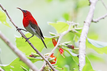 The Crimson Sunbird on a branch in nature