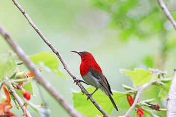 The Crimson Sunbird on a branch in nature
