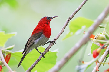 The Crimson Sunbird on a branch in nature