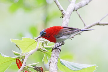 The Crimson Sunbird on a branch in nature
