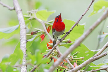 The Crimson Sunbird on a branch in nature