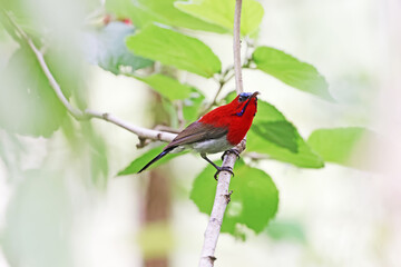 The Crimson Sunbird on a branch in nature