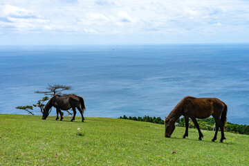 都井岬の馬と景色