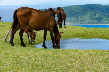 都井岬の馬と景色