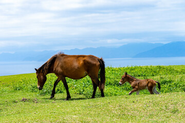都井岬の馬と景色