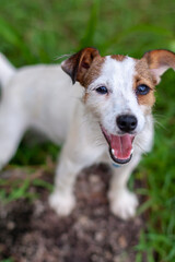 Dog breed Jack Russell with open mouth stands on stone and looks up. Blurred grass on background. Shallow depth of field. Top view. Vertical.