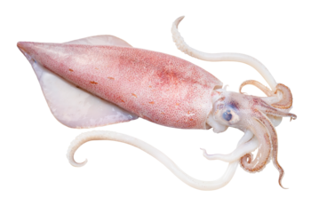Fresh Squid  on white background, Fresh Splendid Squid on white PNG File.
