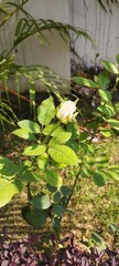 water lily in the pond