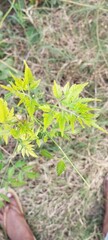 leafy plant in the grass