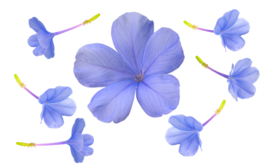 Blue plumbago flower on white background, Plumbago or cape leadwort flower bouquet on white PNG File.