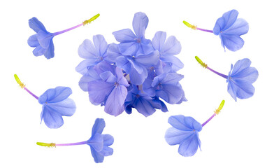 Blue plumbago flower on white background, Plumbago or cape leadwort flower bouquet on white PNG...