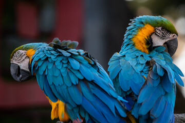Closeup photo of macaw parrots couple cleaning each others feathers in the zoo.