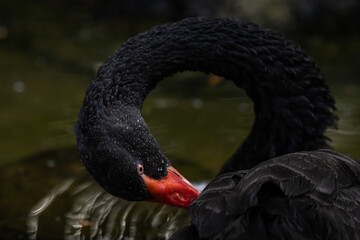 Fototapeta premium Close up Portrait of a black swan with red beak on a yellow blurred background in the pond