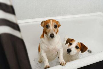Dirty jack russell terriers in the bathroom